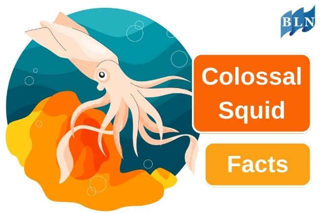 5 Interesting Facts of Colossal Squid